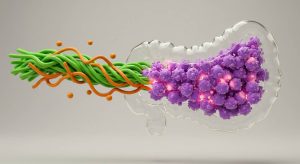 The crucial importance of fiber for digestive health